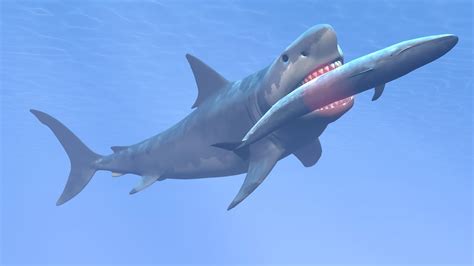 15 Facts About The Megalodon Shark Mental Floss