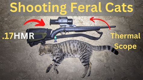 Shooting More Feral Cats And A Fox Youtube