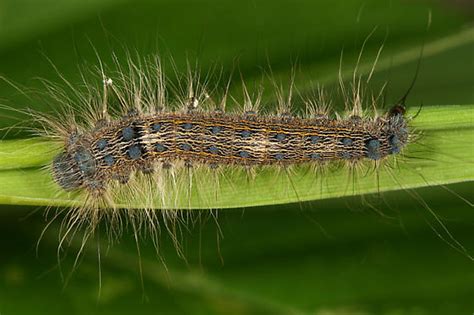 Hairy Blue Bumped Caterpillar Tolype Bugguidenet