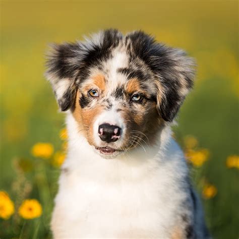 1 Australian Shepherd Puppies For Sale In California