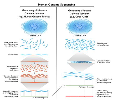 cost  sequencing  human genome
