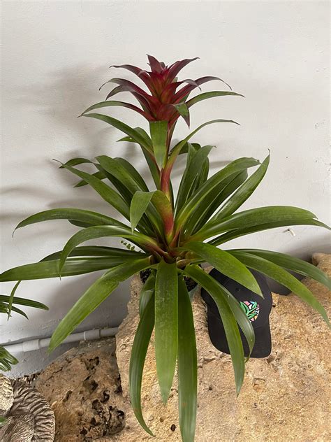 Bromeliad Guzmania Purple Great Indoor Plant Etsy