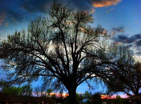 Hdr Tree With Sunset In Background Iphone Sunset Picture Iphone