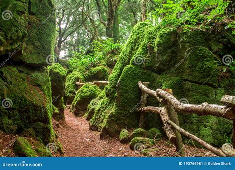 The Moss Covered Rocks Of Puzzlewood An Ancient Woodland Near Coleford