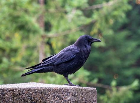 Vancouver Crow Nesting Season Starts This Spring Vancouver Is Awesome