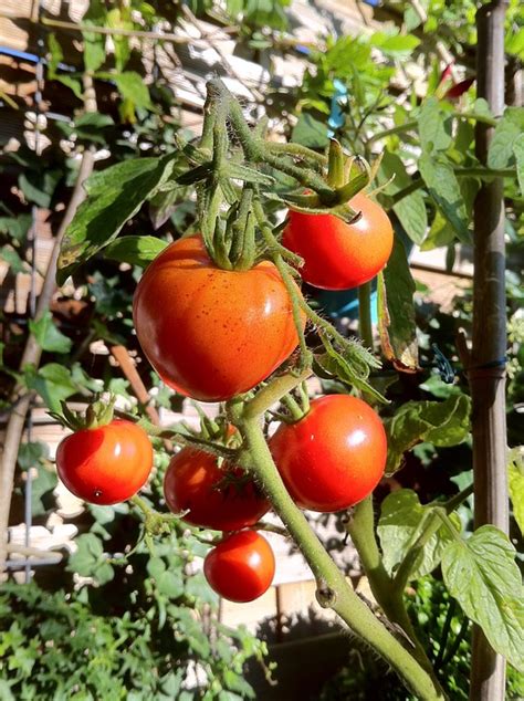 Bush Tomatoes Tomato · Free Photo On Pixabay