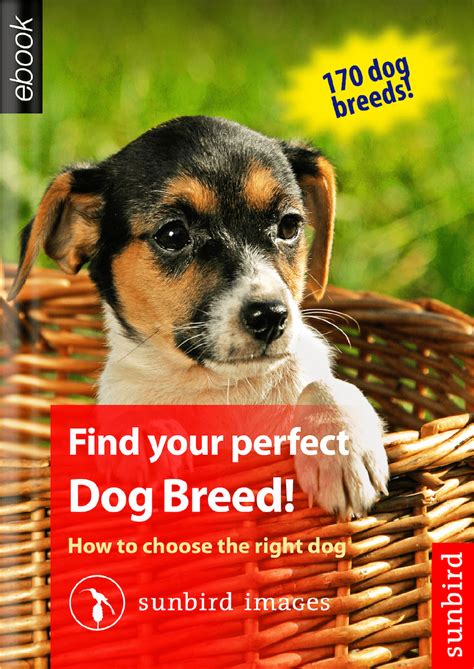 Find Your Perfect Dog Breed Sunbird Images