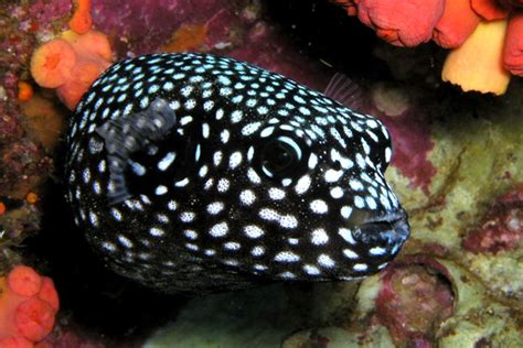 121 Best Fish Puffer Images On Pinterest Exotic Fish
