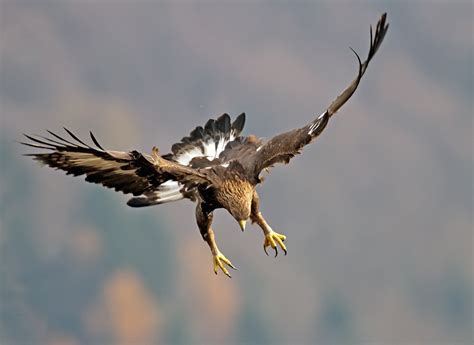 Eagle Swoop Juzaphoto