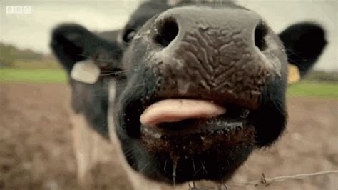 Lick Tongue GIF Lick Tongue Cow Discover And Share GIFs