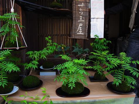 度々行きたい旅。 京都観光：壬生寺界隈をぶらり・・珍しい「苔玉屋壬生源」のお店を発見！