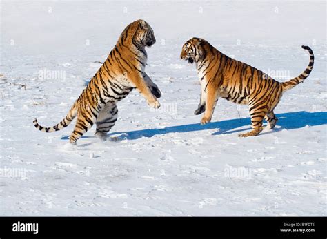Siberian Tigers Fighting In The Snow China Stock Photo Alamy