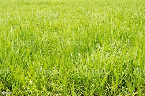Background Of Green Pasture Ryegrass Field Stock Photo Download Image