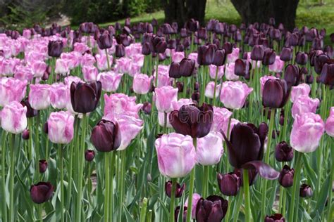 Pink And Purple Tulips Stock Photo Image Of Green Spring 2584214