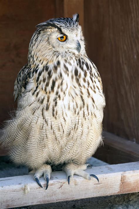 Portrait Of The Eurasian Eagle Owl Bubo Bubo Stock Photo Image Of