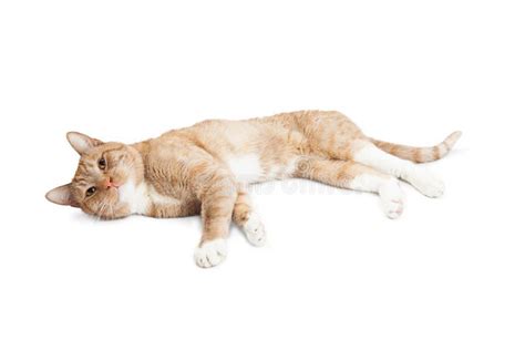 Cute Adult Cat Laying On Side Over White Stock Photo Image Of Kitty