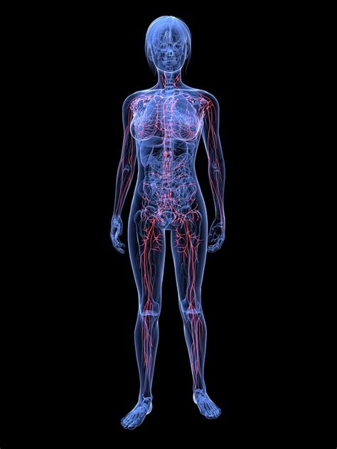 The Lymphatic Systems Role In Healing Peace With Endo