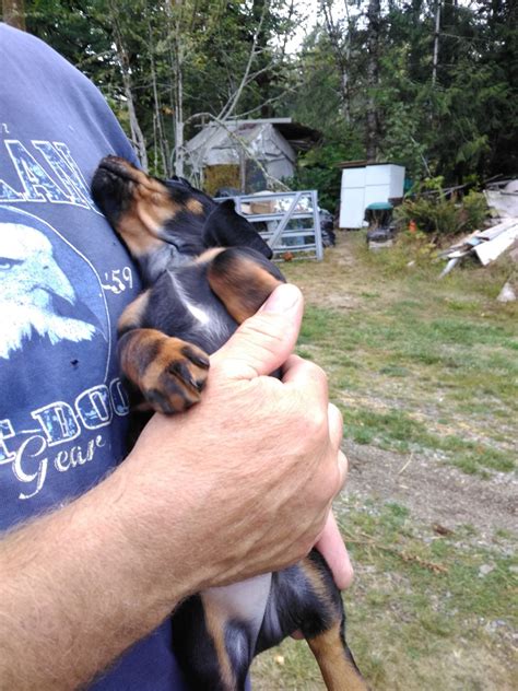I do encourage you to adopt, but if you have done your research, want a miniature dachshund puppy, and live nearby, a nanaimo dachshund might be right for you! Dachshund Puppies For Sale | Shelton, WA #305649 | Petzlover