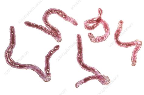 Ancylostoma Hookworm Illustration Stock Image F0251132 Science