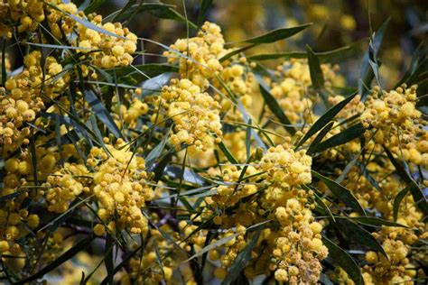 There are so many stunning australian native flowers to choose from. Australia's National and State Flowers
