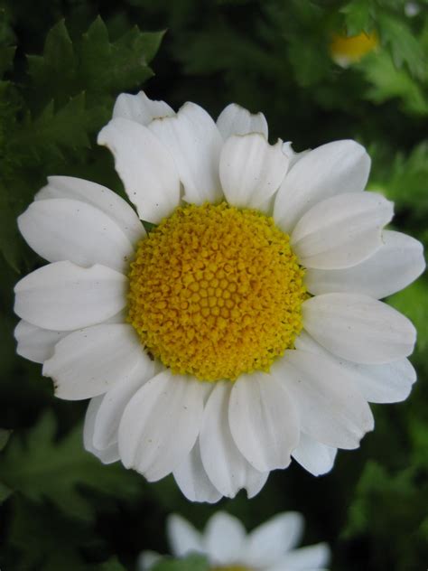 Paludosum Daisy Snowland Chrysanthemum Paludosum Snow Flickr
