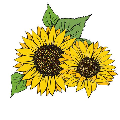 Sunflower Isolated On White Background 2462595 Vector Art At Vecteezy