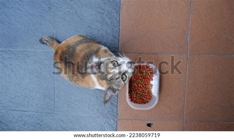 Calico Cat Who Pregnant Given Dry Stock Photo 2238059719 Shutterstock