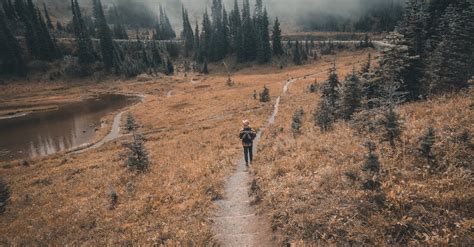 Person Walking On Dirt Road Between Trees · Free Stock Photo