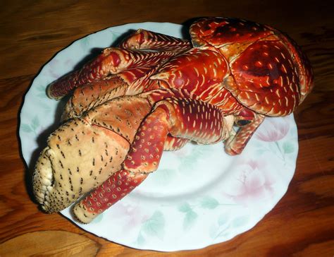 Giant Coconut Crabs Edible