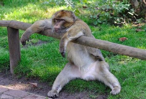 53 Funny Monkey Pictures That Prove Monkeys Are Just