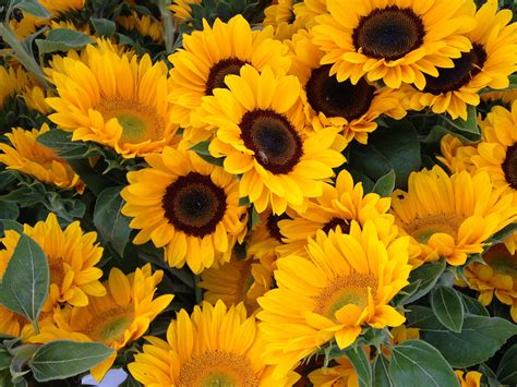 Summer Sunflowers and the Farmers Market | Fashion Trend Forward