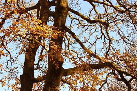 Free Images Oak Tree Autumn Fall
