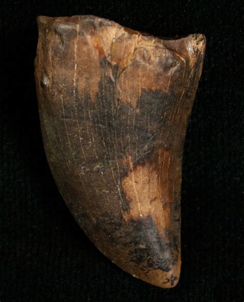 134 Tyrannosaurus Rex Tooth For Sale 5846