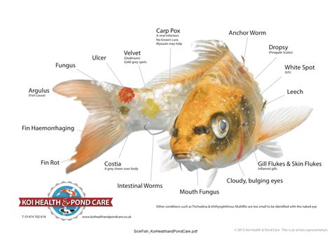 Koi Help And Advice Koi Health And Pond Care