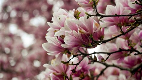 An In Depth Guide To Magnolias And How To Plant Them For Beautiful