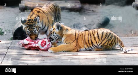 Young Siberian Tigers Eat A Piece Of Meat Stock Photo Alamy