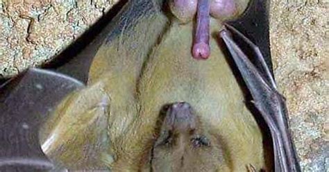African Buttikofer Epauletted Fruit Bat Penis Album On Imgur