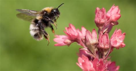 Insekten im garten, an kübel oder auch zimmerpflanzen, im gewächshaus überall findet man diese kleinen lästigen schädlinge die oftmals ein erhebliches problem darstellen. 10 Tipps für mehr nützliche Insekten im Garten - Mein ...