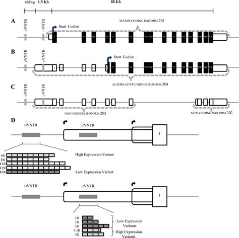 Monoamine Oxidase A Maoa Isoforms Graphic Representation Of The Maoa Download Scientific