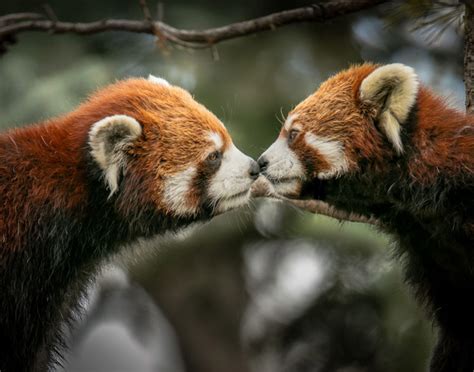 Panda Vermelho Curiosidades Características E Habitat