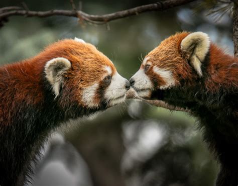 Quanto Custa Um Panda Vermelho