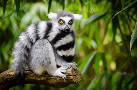 Top 15 Facts About Lemurs Origin Behavior Diet And More