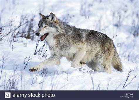 North American Grey Wolf Canis Lupus Occidentalis Stock Photos And North