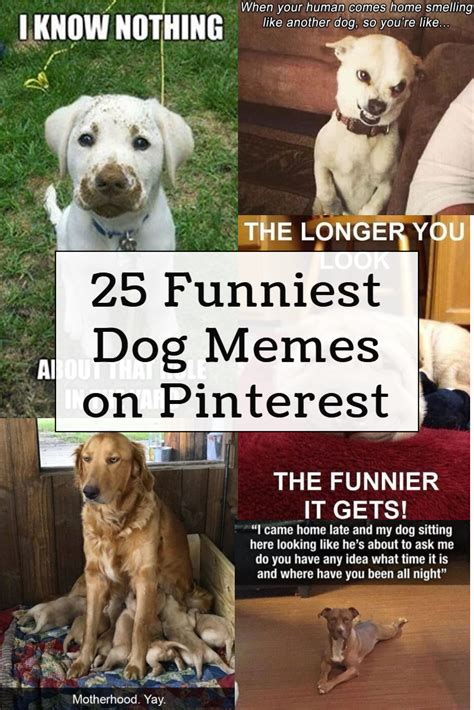 25 Funniest Dog Memes On Pinterest Funny Dog Memes Dog Memes Funny Dogs
