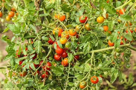 Can I Trim Overgrown Tomato Plants Gardening Channel