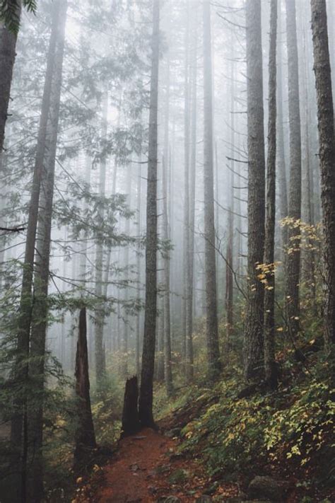 Accio Forest Foggy Mornings In The Pacific Northwest By Ryan