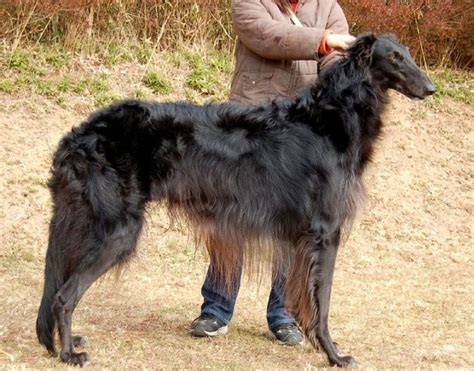 1368 Best Images About Borzoi Russian Wolfhound On