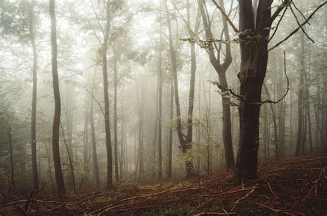 Mysterious Autumn Forest With Mist Stock Photo Image Of Haunted