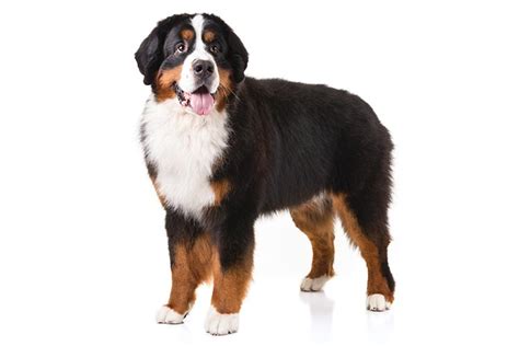 Bernese Mountain Dog Breed Information Complete Guide