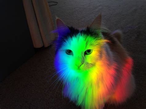 Gato Luces Arcoíris 🌈 Rainbow 🌈 Cat Cute Baby Animals Baby Animals